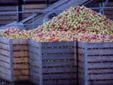 Fall Apples